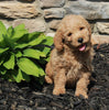 Mini Goldendoodle For Sale Sugarcreek OH Male-Samson