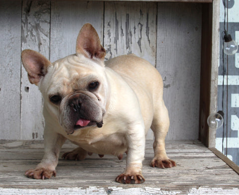 AKC Registered French Bulldog For Sale Millersburg OH Female-Suzanna