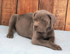 AKC Registered Cane Corso For Sale Wooster, OH Female- Lucy