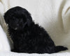 Shih-Poo For Sale Applecreek OH Male-Ranger