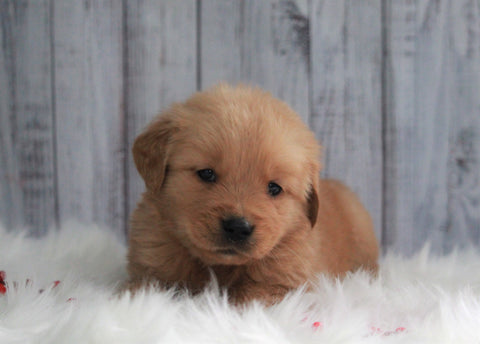 AKC Registered Golden Retriever For Sale Millersburg, OH Male- Buddy