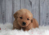 AKC Registered Golden Retriever For Sale Millersburg, OH Male- Buddy