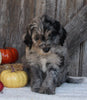 F1B Medium Labradoodle For Sale Millersburg OH Female-Fern