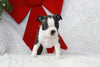AKC Registered Boston Terrier For Sale Warsaw, OH Female- Ember