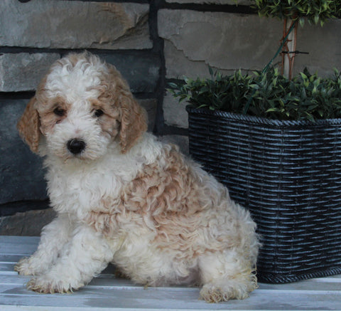AKC Registered Moyen Poodle For Sale Wooster OH Male-Archie