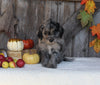 F1B Medium Labradoodle For Sale Millersburg OH Female-Fern