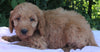 Mini Goldendoodle For Sale Millersburg OH Female-Paige