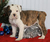 Boxer/Bulldog For Sale Fredericksburg OH Female-Keisha