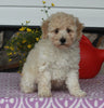ACA Registered Mini Poodle For Sale Sugarcreek OH Male-Kevin
