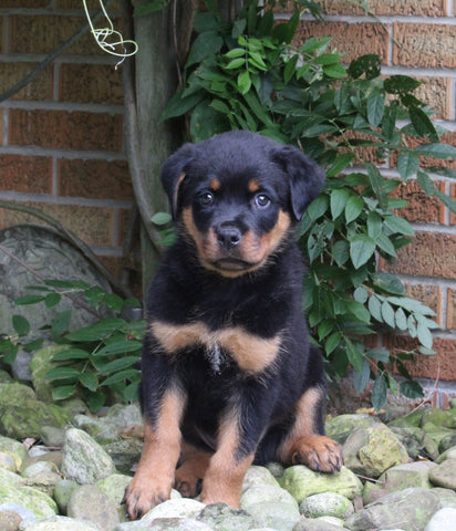 AKC Registered Rottweiler For Sale Shreve OH Male-Rocky