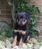 AKC Registered Rottweiler For Sale Shreve OH Male-Rocky