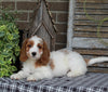 Medium F1BB Goldendoodle For Sale Millersburg OH Female-Dollie