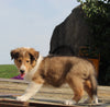 Collie Lassie For Sale Fredericksburg OH Male-George