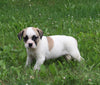 English Bulldog/Puggle For Sale Sugarcreek OH Female-Quinn