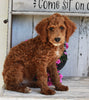Mini Poodle For Sale Millerburg OH Male-Baxter