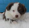 Mini Australian Shepherd For Sale Fredericksburg OH-Female Ruby