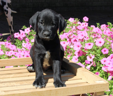 Dalmatian English Cream Goldens For Sale Holmesville OH Male-Apollo