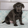 AKC Registered Labrador Retreiver For Sale Sugarcreek OH Male-Charlie