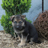 AKC Registered German Shepherd For Sale Millersburg OH Male-Blake