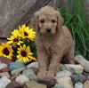 Medium F1BB Goldendoodle For Sale Millersburg OH Male-Dalton