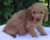 Mini Goldendoodle For Sale Millersburg OH Female-Paige