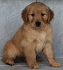 AKC Registered Golden Retriever For Sale Millersburg OH -Male Max