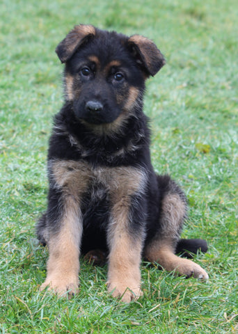 AKC Registered German Shepherd For Sale Millersburg OH Female-Megan