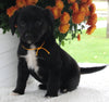 Terrier Mix For Sale Baltic OH Male-Grant