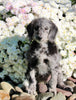 F1B Medium Labradoodle For Sale Millersburg OH Female-Florence