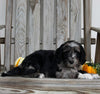 Aussiedoodle For Sale Millersburg OH Female-Tasha