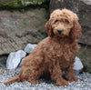 Goldendoodle For Sale Millersburg OH Female-Nadia