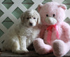 AKC Registered Standerd Poodle For Sale Millersburg OH Female-Mia