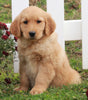 AKC Registered Golden Retriever For Sale Fredericksburg OH Female-Bailey