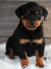 AKC Registered Rottweiler For Sale Applecreek OH -Female Roxy