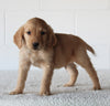 AKC Registered Golden Retriever For Sale Millersburg OH Male-Billy
