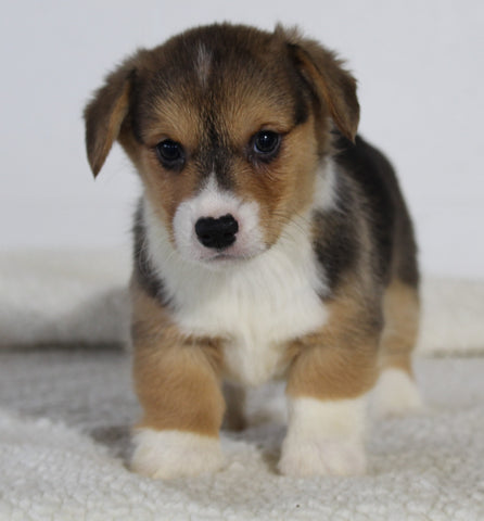 AKC Registered Pembroke Welsh Corgi For Sale Millersburg OH Female-Angel