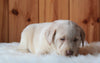AKC Registered Labrador Retriever For Sale Fredericksburg, OH Male- Bingo