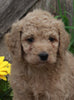 Medium F1BB Goldendoodle For Sale Millersburg OH Male-Dalton