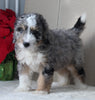 Mini Bernedoodle For Sale Millersburg OH Male-Travis