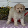 ACA Registered Mini Poodle For Sale Sugarcreek OH Male-Kevin