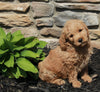 Mini Goldendoodle For Sale Sugarcreek OH Male-Samson