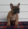 AKC Registered French Bulldog For Sale Millersburg OH Female-Pearl