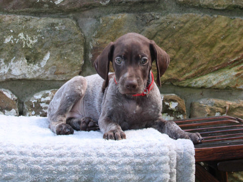 AKC Registered German Shorthaired Pointer For Sale Fredericksburg OH Male-Decoy