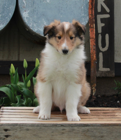 AKC Registered Collie Lassie For Sale Fredricksburg OH Male-Harley