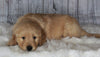 Golden Doodle Mix For Sale Sugarcreek, OH Male- Bingo