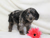 Cockapoo For Sale Millersburg, OH Female- Mia