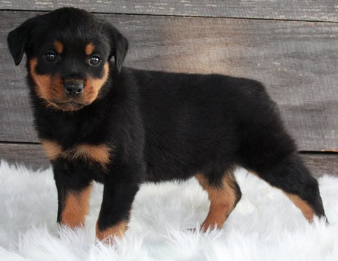 AKC Registered Rottweiler For Sale Applecreek OH -Female Roxy