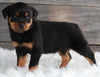 AKC Registered Rottweiler For Sale Applecreek OH -Female Roxy