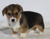 AKC Registered Pembroke Welsh Corgi For Sale Millersburg OH Female-Angel