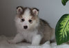 Pomsky For Sale Fredericksburg, OH Male- Duke